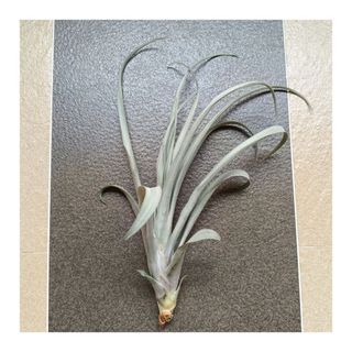 (Category: ) located in . Submitted by HomeGreenery (Listing ID 1459120515, Image 1). Description: .
