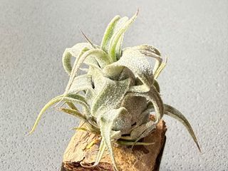 （分類：）位於 。 由 tom_nook 提交（商品編號 1462967739，圖片 1）。簡介： 。