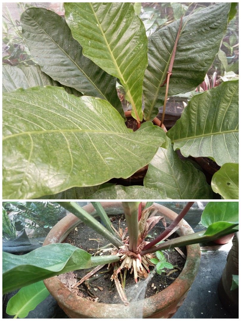 Anthurium Hookeri (Bird's Nest Anthurium) (Category: Plants & Seeds) located in Caloocan City. Submitted by opel12 (Listing ID 1463028066, Image 1). Description: > Size: huge, robust foliage > Condition: excellent health with a highly established, thick aerial root system > Inclusions: sold together with its weathered teracotta clay pot.