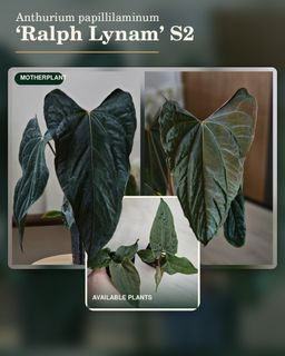 (Category: ) located in . Submitted by jungrow (Listing ID 1460261040, Image 1). Description: .