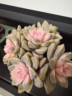 （分類：）位於 。 由 aathirax 提交（商品編號 1463058457，圖片 1）。簡介： 。