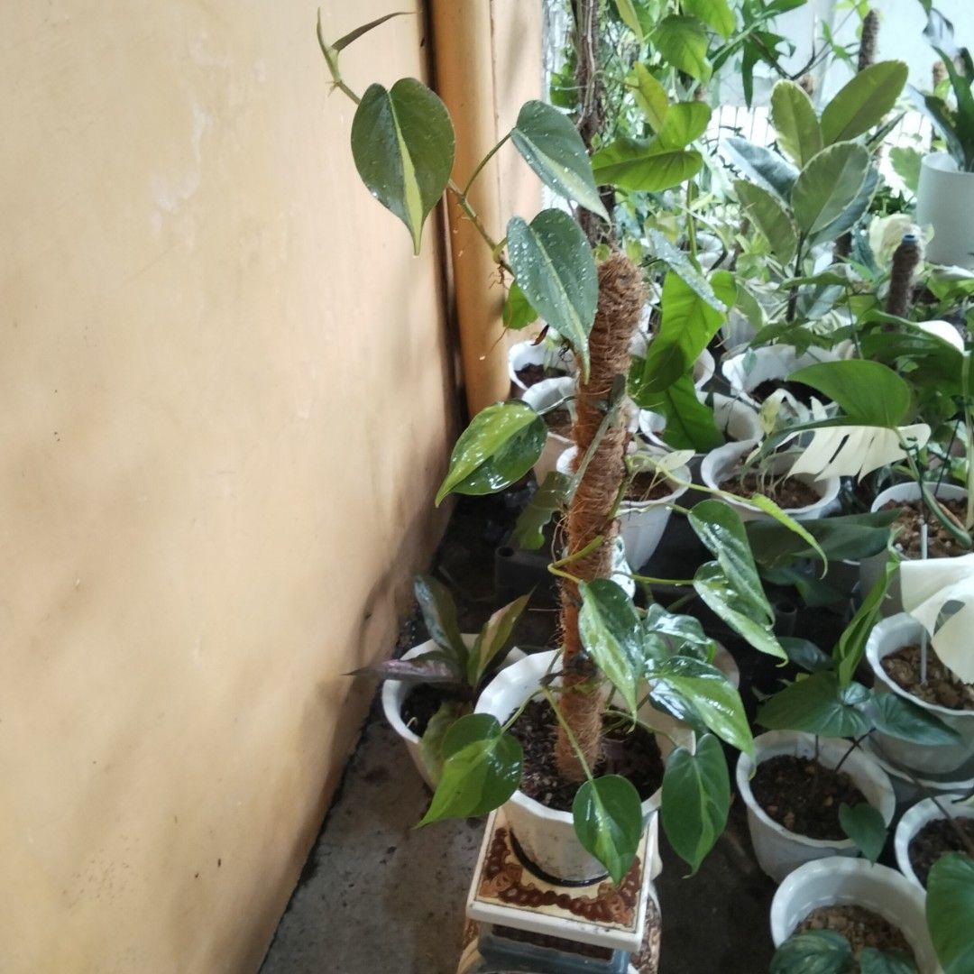 Brazil Philodendron Trailing on 24 Inch High Coco Pole (Category: Plants & Seeds) located in Bacoor. Submitted by youngdog_18b771 (Listing ID 1462954969, Image 2). Description: ☘️ Brazil Philodendron Price: 320 Pesos Location 🏡 Molino 5,Bacoor City 🛵Shipping through Lalamove and will be shouldered by the buyer. Mode of Payment is thru Gcash. ** Photo is the picture of the actual plants. Description: 📌 Lush plant trailing on Coco Pole fully roo