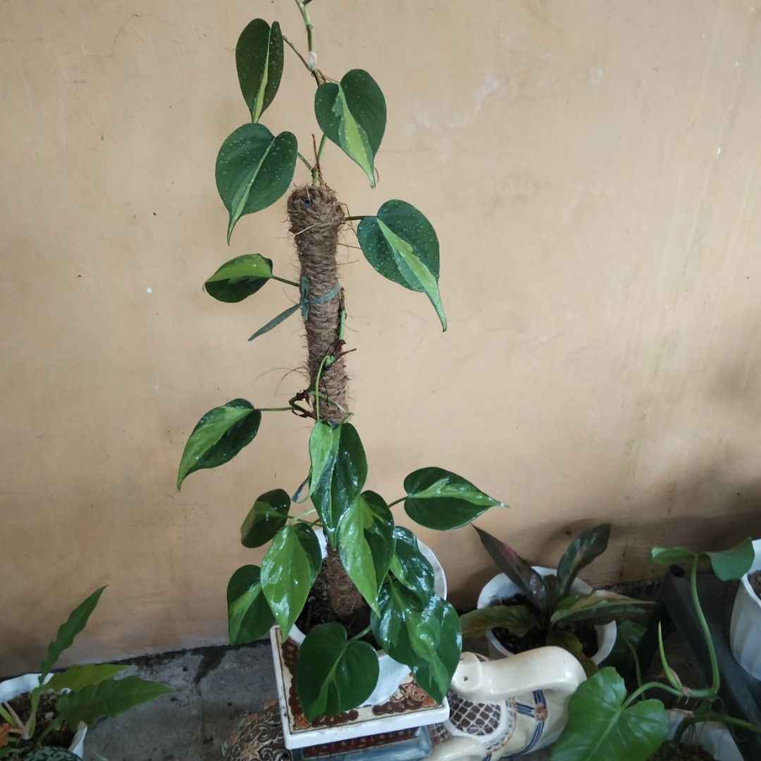 Brazil Philodendron Trailing on 24 Inch High Coco Pole (Category: Plants & Seeds) located in Bacoor. Submitted by youngdog_18b771 (Listing ID 1462954969, Image 1). Description: ☘️ Brazil Philodendron Price: 320 Pesos Location 🏡 Molino 5,Bacoor City 🛵Shipping through Lalamove and will be shouldered by the buyer. Mode of Payment is thru Gcash. ** Photo is the picture of the actual plants. Description: 📌 Lush plant trailing on Coco Pole fully roo