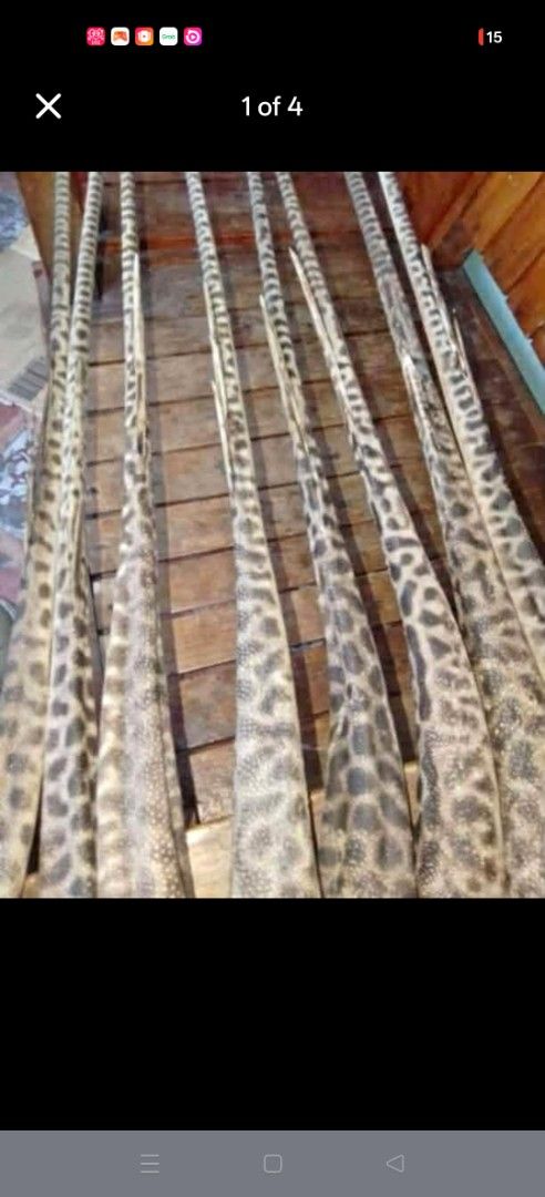 Buntot ng pagi (Category: Ties) located in Manila. Submitted by mcjkn179439850 (Listing ID 1462950591, Image 1). Description: buntot ng pagi rare quality maganda for protection 5ft to 6ft.
