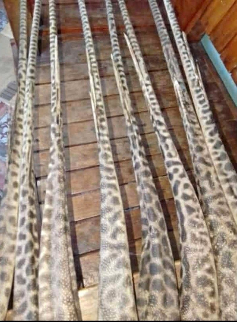Buntot ng pagi (Category: Ties) located in Manila. Submitted by mcjkn179439850 (Listing ID 1462950591, Image 2). Description: buntot ng pagi rare quality maganda for protection 5ft to 6ft.