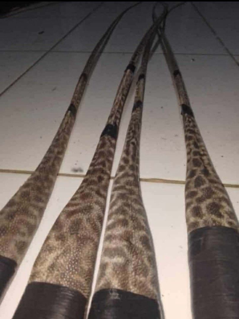 Buntot ng pagi (Category: Ties) located in Manila. Submitted by mcjkn179439850 (Listing ID 1462950591, Image 3). Description: buntot ng pagi rare quality maganda for protection 5ft to 6ft.