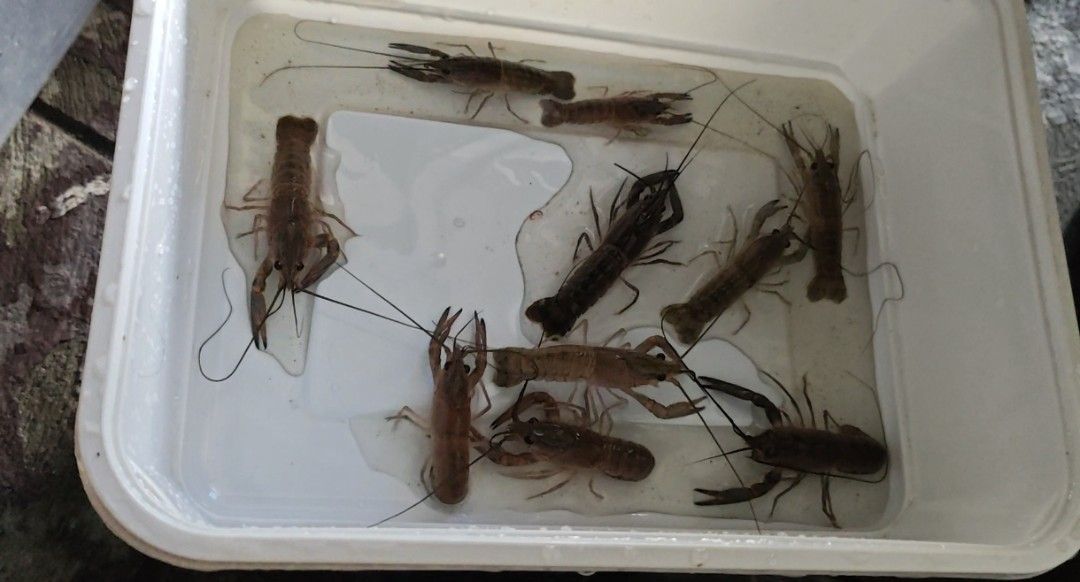Crayfish (Australian Red Claw) (Category: Pet Food) located in Manila. Submitted by crayfishfarmer (Listing ID 1463097870, Image 3). Description: Premium Australian Red Claw Crayfish Ready to Grown 🦞💯.
