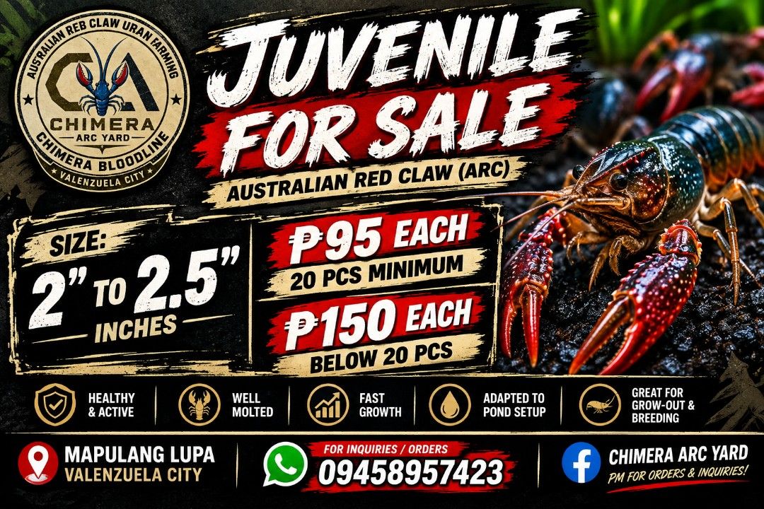 Crayfish (Australian Red Claw) (Category: Pet Food) located in Manila. Submitted by crayfishfarmer (Listing ID 1463097870, Image 1). Description: Premium Australian Red Claw Crayfish Ready to Grown 🦞💯.