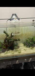 (Category: ) located in . Submitted by azurecyanide (Listing ID 1463041392, Image 1). Description: .