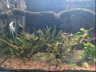 (Category: ) located in . Submitted by nichizzy (Listing ID 1463002637, Image 1). Description: .