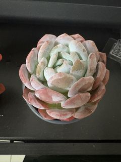 （分類：）位於 。 由 aathirax 提交（商品編號 1463059089，圖片 1）。簡介： 。