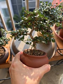 (Category: ) located in . Submitted by happy.preloved.furniture (Listing ID 1461460354, Image 1). Description: .