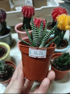 (Category: ) located in . Submitted by gardenroom.btu_ (Listing ID 1463084119, Image 1). Description: .