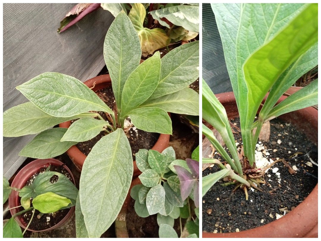 HEALTHY ESTABLISHED CARDBOARD PLANT (Category: Plants & Seeds) located in Caloocan City. Submitted by opel12 (Listing ID 1463030251, Image 1). Description: > Condition: stable, established roots, actively growing new leaves > Inclusions: includes the breathable terracotta clay pot .