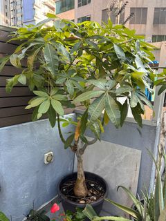 （分類：）位於 。 由 ddbb26 提交（商品編號 1463003663，圖片 1）。簡介： 。