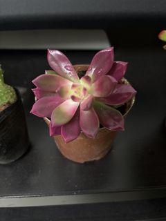 （分類：）位於 。 由 aathirax 提交（商品編號 1463059854，圖片 1）。簡介： 。