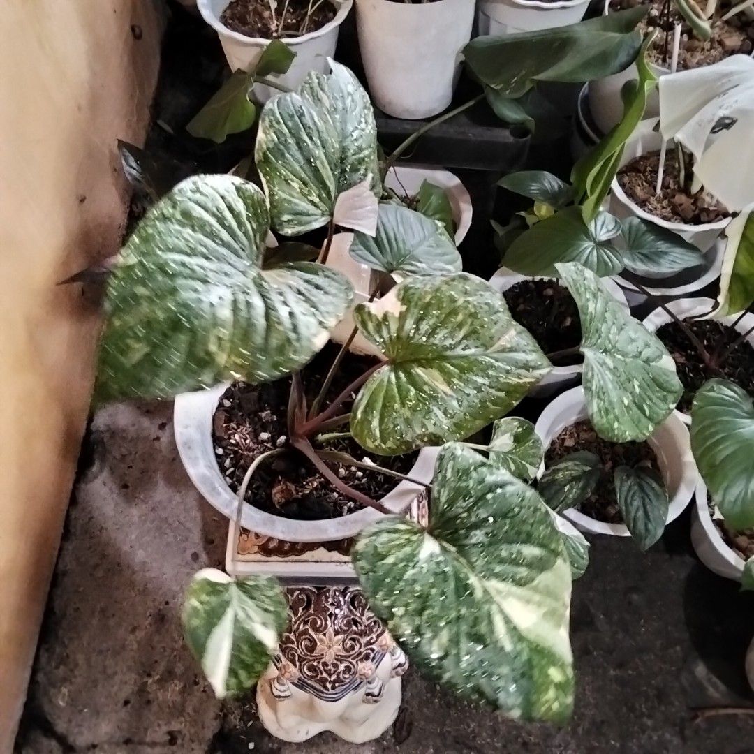 Homalomena Thai Constellation x Truncata (Category: Plants & Seeds) located in Bacoor. Submitted by youngdog_18b771 (Listing ID 1462937396, Image 2). Description: 𝑆𝐴𝐿𝐸𝑆 𝐴𝐿𝐸𝑅𝑇‼️📣📣📣 ☘️ Homalomena Thai Constellation x Truncata Price: 1190 Pesos Location:🏡 Molino 5,Bacoor City 🛵Shipping through Lalamove and will be shouldered by the buyer. Mode of Payment is thru Gcash or COD. Note: Actual Picture of the Plant Description: 📌 The plant