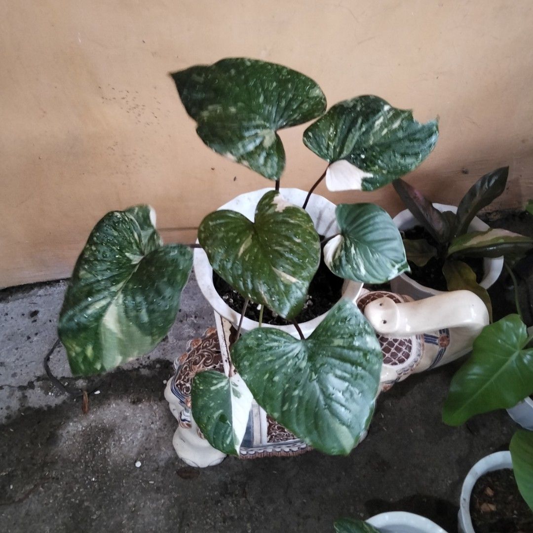 Homalomena Thai Constellation x Truncata (Category: Plants & Seeds) located in Bacoor. Submitted by youngdog_18b771 (Listing ID 1462937396, Image 1). Description: 𝑆𝐴𝐿𝐸𝑆 𝐴𝐿𝐸𝑅𝑇‼️📣📣📣 ☘️ Homalomena Thai Constellation x Truncata Price: 1190 Pesos Location:🏡 Molino 5,Bacoor City 🛵Shipping through Lalamove and will be shouldered by the buyer. Mode of Payment is thru Gcash or COD. Note: Actual Picture of the Plant Description: 📌 The plant