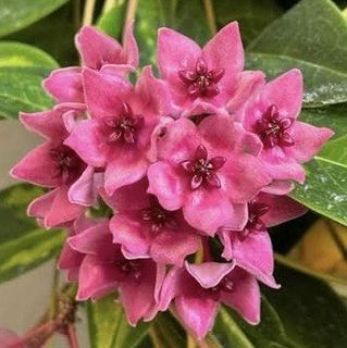 （分類：）位於 。 由 hoyaworld 提交（商品編號 1462944612，圖片 1）。簡介： 。