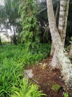 (Category: ) located in . Submitted by mudah408873 (Listing ID 1449722768, Image 1). Description: .