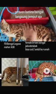 (Kategori: ) berada di . Dikirim oleh ggqodar82247 (ID iklan 1463048083, Gambar 1). Deskripsi: .