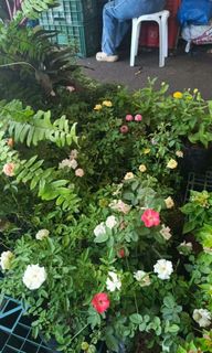 (Category: ) located in . Submitted by amazingmaria3680 (Listing ID 1463011456, Image 1). Description: .