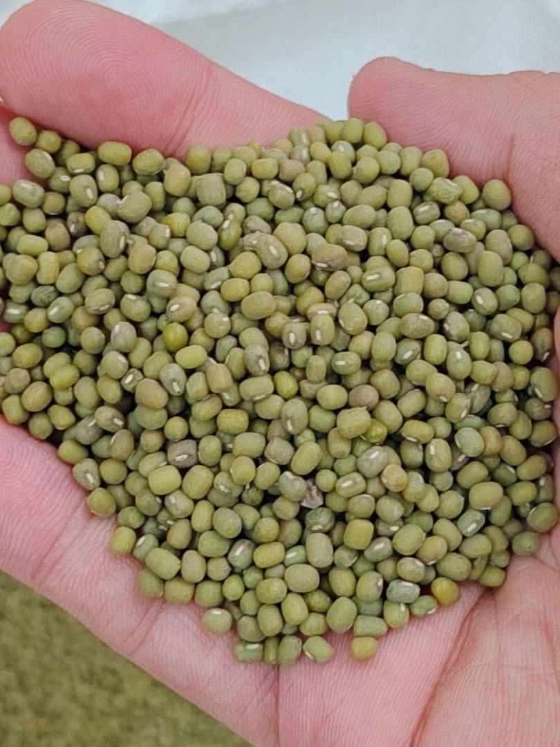 Monggo Labo Bulilit (Category: Fresh Produce) located in Manila. Submitted by ride-or-die (Listing ID 1462921118, Image 1). Description: per sack labo bulilit pm.