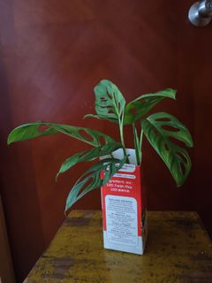（分類：）位於 。 由 marmarpang05702 提交（商品編號 1462951620，圖片 1）。簡介： 。