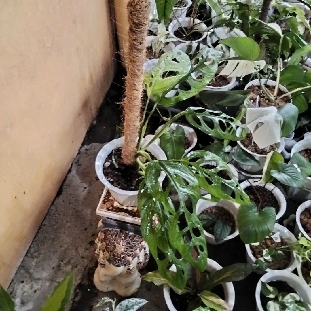 Monstera Adansonii ( Large Form) (Category: Plants & Seeds) located in Bacoor. Submitted by youngdog_18b771 (Listing ID 1462962601, Image 2). Description: ☘️ Monstera Adansonii ( Large form) Price: 350 Pesos 🏡 Bacoor City 🛵Shipping through Lalamove and will be shouldered by the buyer. Mode of Payment is thru Gcash. ** Photo is the picture of the actual plants. Description: 📌 The plant is trailing on 24" Coco pole with large form leaves and is 