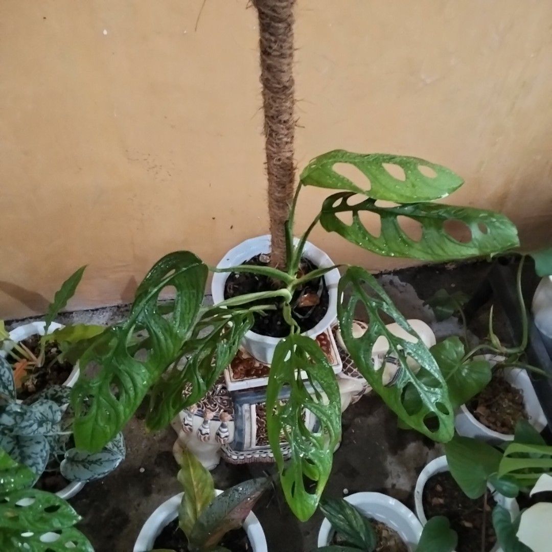 Monstera Adansonii ( Large Form) (Category: Plants & Seeds) located in Bacoor. Submitted by youngdog_18b771 (Listing ID 1462962601, Image 1). Description: ☘️ Monstera Adansonii ( Large form) Price: 350 Pesos 🏡 Bacoor City 🛵Shipping through Lalamove and will be shouldered by the buyer. Mode of Payment is thru Gcash. ** Photo is the picture of the actual plants. Description: 📌 The plant is trailing on 24" Coco pole with large form leaves and is 