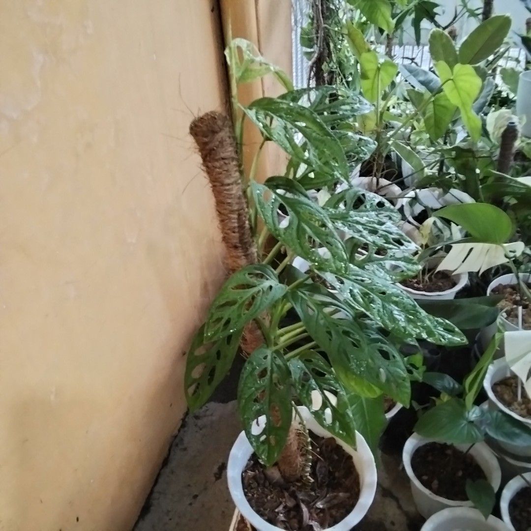 Monstera Archipelago Mint (Category: Plants & Seeds) located in Bacoor. Submitted by youngdog_18b771 (Listing ID 1462952743, Image 2). Description: FOR SALE ‼️📣📣📣 ☘️ Monstera Adansonii Archipelago Mint Price: 890 Pesos 🏡 Location: Molino 5, Bacoor City, Cavite 🛵Shipping through Lalamove and will be shouldered by the buyer. Mode of Payment is thru Gcash. Note: The Photo is the actual picture of the plant that will be received. 📌 This Plant i