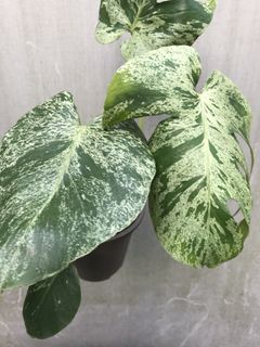 (Category: ) located in . Submitted by PlantsRanger (Listing ID 1463004510, Image 1). Description: .