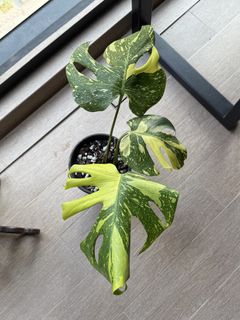 (Category: ) located in . Submitted by Chris.plant (Listing ID 1462988069, Image 1). Description: .