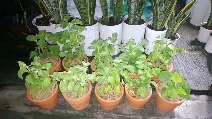 Potted herbs plants 🪴 (Category: Plants & Seeds) located in Quezon City. Submitted by amazingmaria3680 (Listing ID 1463012481, Image 1). Description: potted herbs plants 🪴 also available ❗ veggies and spices herbs and herbal plants fruit bearing plants anti mosquito repellent plants 🪴 flowering plants 🌷 indoor and outdoor plants 🪴.