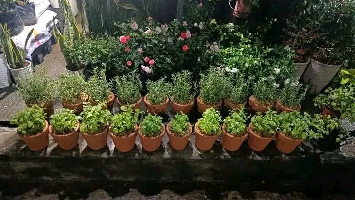 Potted herbs plants 🪴 (Category: Plants & Seeds) located in Quezon City. Submitted by amazingmaria3680 (Listing ID 1463012481, Image 3). Description: potted herbs plants 🪴 also available ❗ veggies and spices herbs and herbal plants fruit bearing plants anti mosquito repellent plants 🪴 flowering plants 🌷 indoor and outdoor plants 🪴.