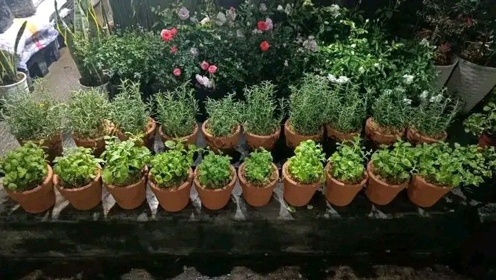 Potted herbs plants 🪴 (Category: Plants & Seeds) located in Quezon City. Submitted by amazingmaria3680 (Listing ID 1463012481, Image 2). Description: potted herbs plants 🪴 also available ❗ veggies and spices herbs and herbal plants fruit bearing plants anti mosquito repellent plants 🪴 flowering plants 🌷 indoor and outdoor plants 🪴.