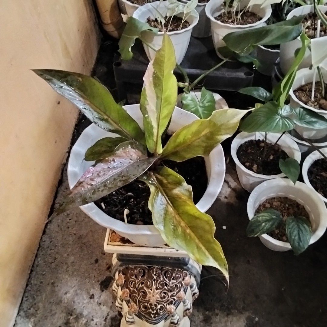 Premium Curly Pink Anthurium Foliage (Category: Plants & Seeds) located in Bacoor. Submitted by youngdog_18b771 (Listing ID 1462940727, Image 2). Description: FOR SALE ‼️📣📣📣 ☘️ Premium Curly Pink Variegated Anthurium Foliage Price: 1190 Pesos 🏡 Location: Bacoor City, Cavite 🛵Shipping through Lalamove and will be shouldered by the buyer. Mode of Payment is thru Gcash. Note: The Photo is the actual picture of the plant that will be received. �