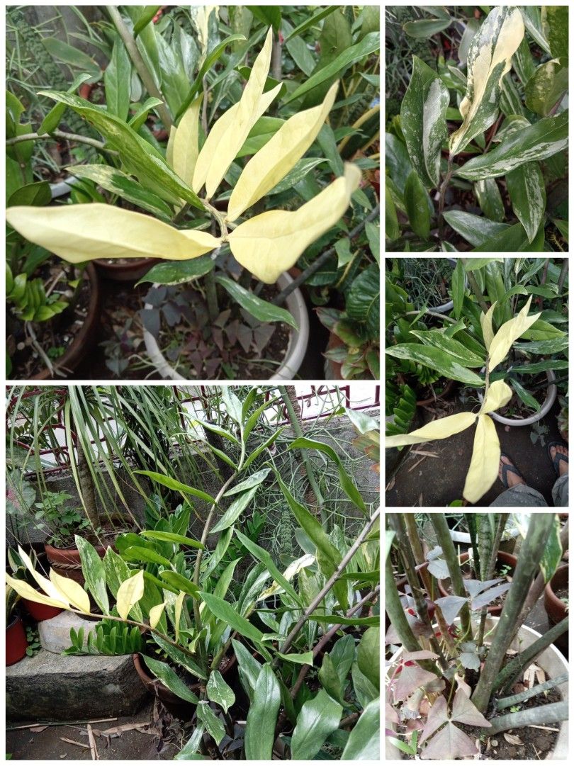 RARE LONG VARIEGATED ZZ PLANT (Category: Plants & Seeds) located in Caloocan City. Submitted by opel12 (Listing ID 1463025942, Image 1). Description: Selling this beautiful established, multi-stem variegated ZZ Plant (long-leaf "wild form") in its currnt pot. This is a rare, robust specimen faeturing thick. mature stalks with striking creamy-white, vibrant yellow, and marbled light green leaves. As a unique bonus, the pot comes naturally underpla