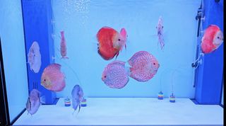 Discus fish For Sale | Buy 100+ Discus fish online | Carousell Singapore