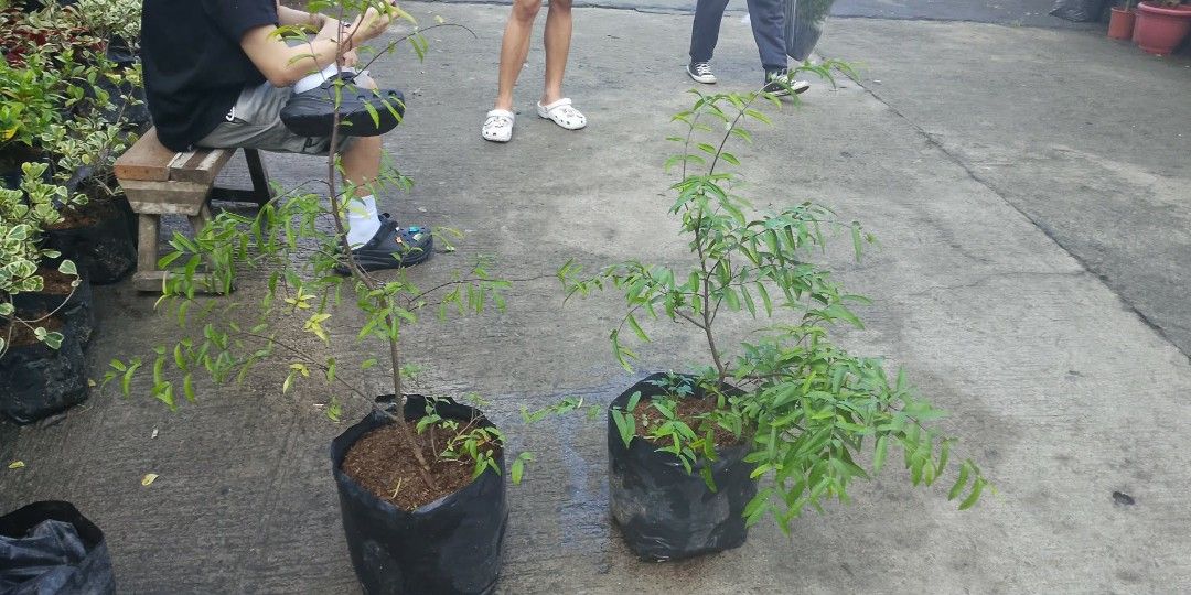 Suamei plants 🪴 (Category: Plants & Seeds) located in Quezon City. Submitted by amazingmaria3680 (Listing ID 1463012708, Image 2). Description: .