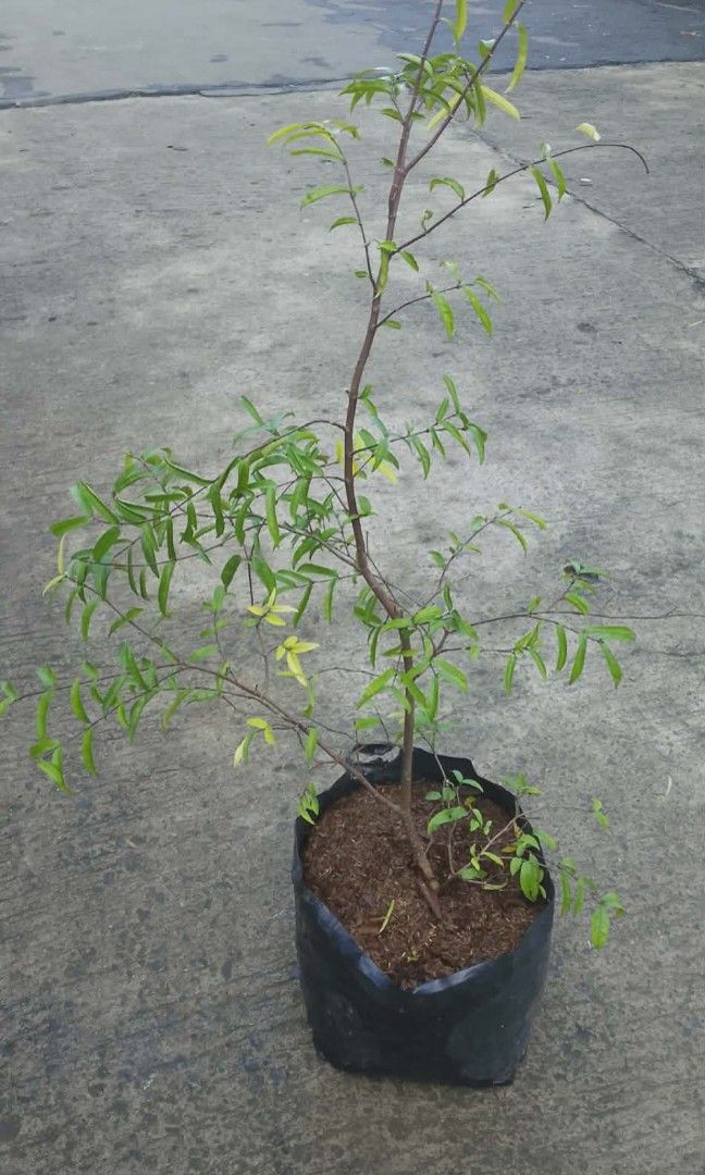 Suamei plants 🪴 (Category: Plants & Seeds) located in Quezon City. Submitted by amazingmaria3680 (Listing ID 1463012708, Image 1). Description: .