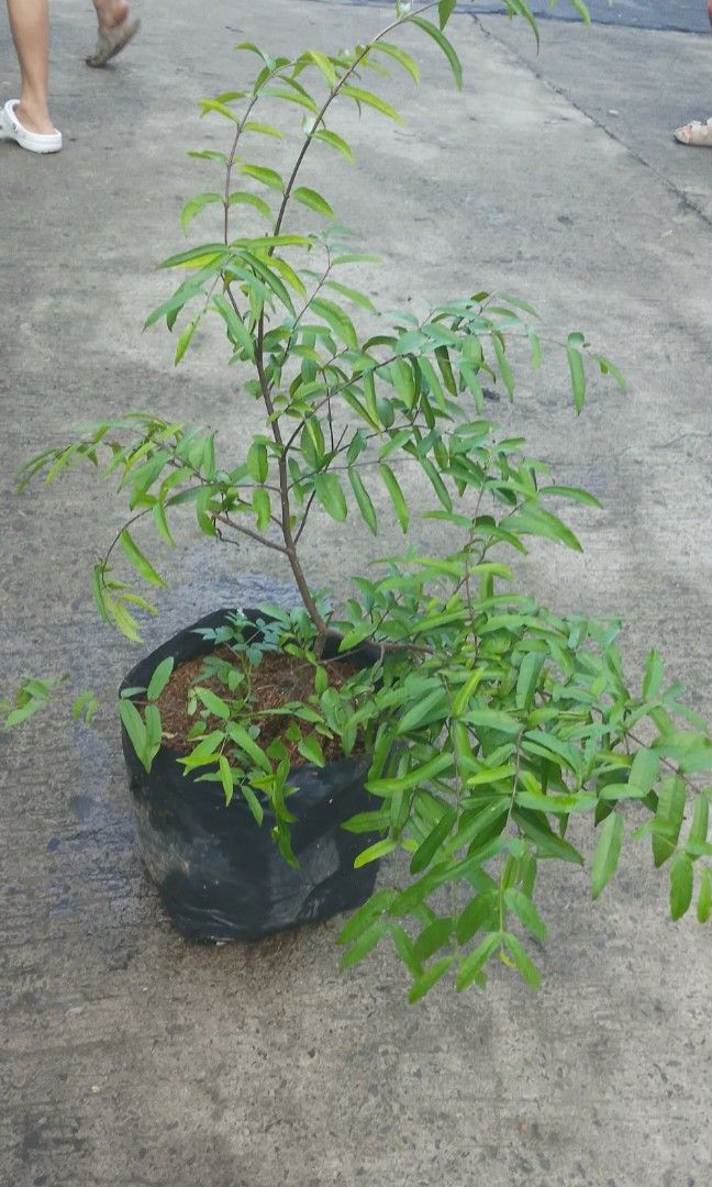 Suamei plants 🪴 (Category: Plants & Seeds) located in Quezon City. Submitted by amazingmaria3680 (Listing ID 1463012708, Image 3). Description: .