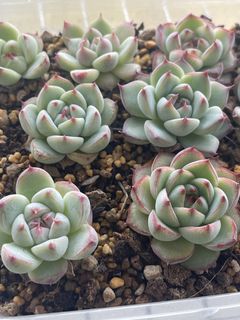 (Category: ) located in . Submitted by qq_garden (Listing ID 1462917181, Image 1). Description: .