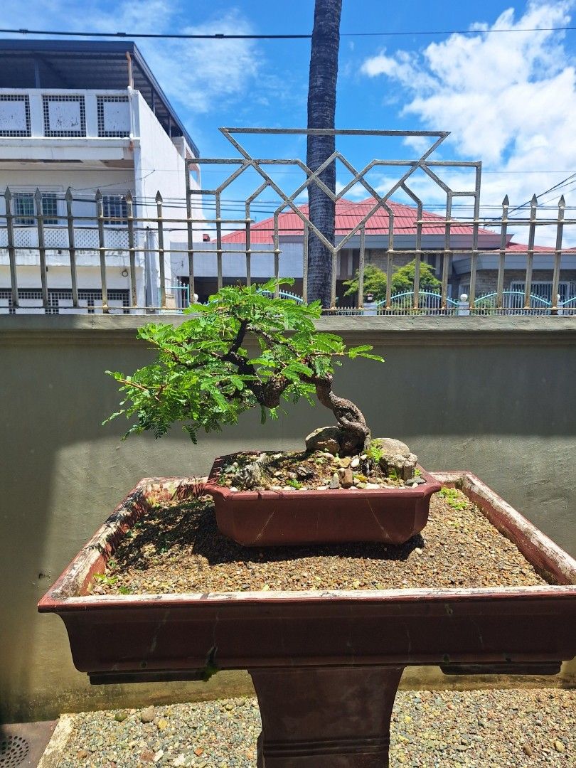 Tamarind Bonsai (Category: Plants & Seeds) located in Quezon City. Submitted by pure_trinsky (Listing ID 1462915815, Image 1). Description: old Tamarind Bonsai 20 years old what you see is what you get see to appreciate!.