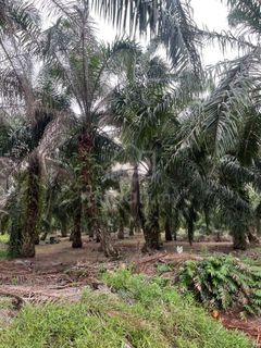 (Category: ) located in . Submitted by mudah610052 (Listing ID 1461105502, Image 1). Description: .