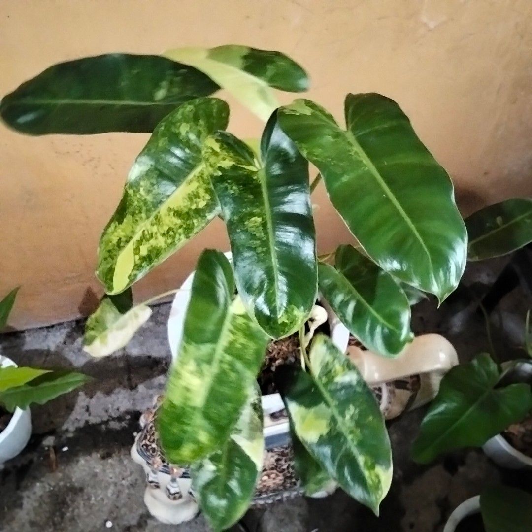 Variegated Burle Marx Philodendron (Category: Plants & Seeds) located in Bacoor. Submitted by youngdog_18b771 (Listing ID 1458687078, Image 1). Description: 🍀Burle Marx Variegated Philodendron Price: 220 Pesos Location:🏡Molino 5 ,Bacoor City 🛵Shipping through Lalamove and will be shouldered by the buyer. Mode of Payment is thru Gcash. ** Photo is the picture of the actual plants. Description: 📌The Plant has lush and healthy leaves with good v
