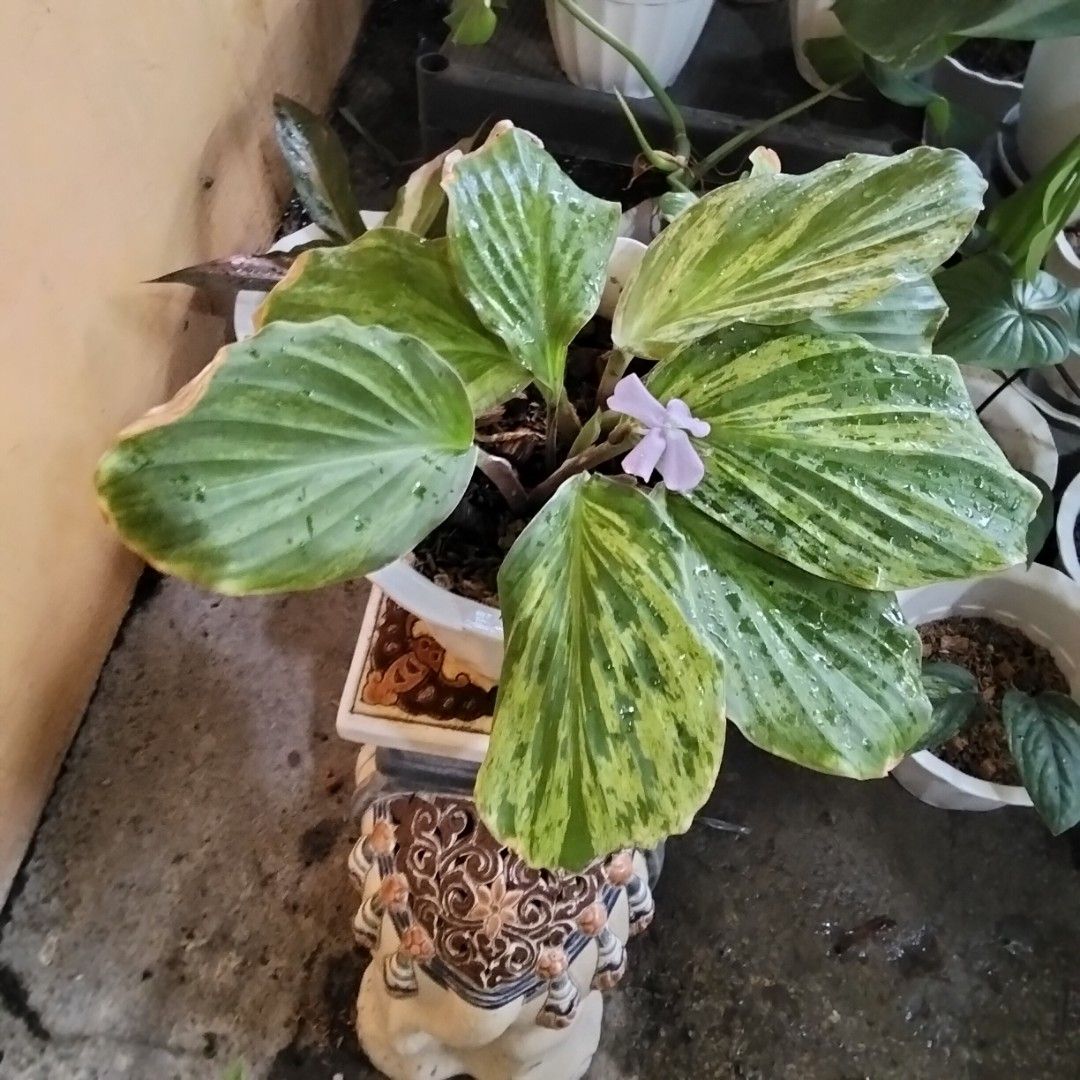 Variegated Lemon Lime Kaemferia (Category: Plants & Seeds) located in Bacoor. Submitted by youngdog_18b771 (Listing ID 1462935583, Image 2). Description: For Sale ‼️📣📣📣 ☘️ Amazonica Alocasia Price: 350 Pesos 🏡 Location: Molino 5, Bacoor City 🛵Shipping through Lalamove and will be shouldered by the buyer. Mode of Payment is thru Gcash. Description: 📌The Plant is fully rooted and established on medium size White Pot. 📌Locally grown A Variega
