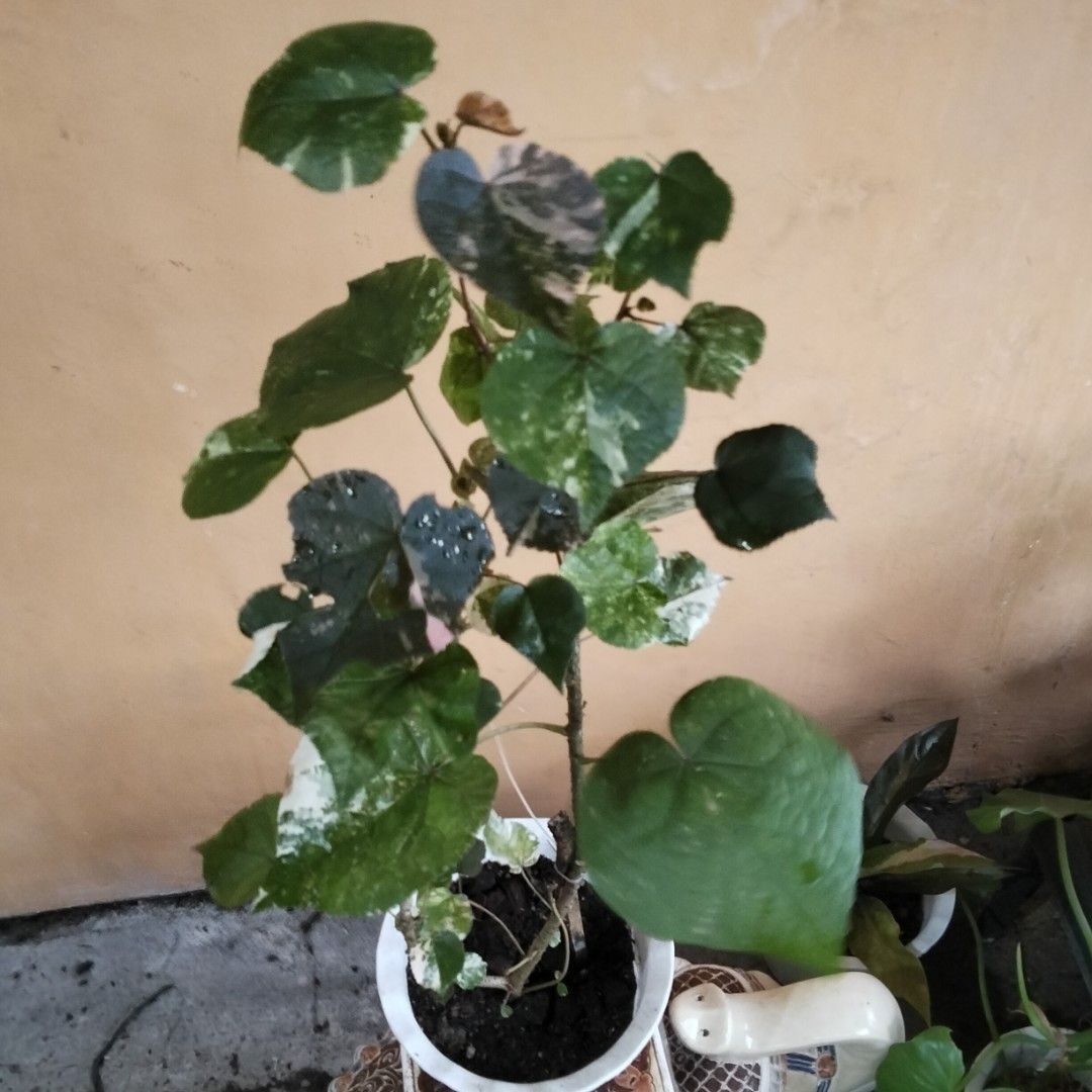 Variegated Sea Hibiscus (Category: Plants & Seeds) located in Bacoor. Submitted by youngdog_18b771 (Listing ID 1462949448, Image 1). Description: ☘️ Variegated Sea Hibiscus Price: 400 Pesos Location 🏡 Molino 5,Bacoor City 🛵Shipping through Lalamove and will be shouldered by the buyer. Mode of Payment is thru Gcash. ** Photo is the picture of the actual plants. Description: 📌 The plant has lush leaves and is fully rooted and well established on