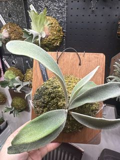 （分類：）位於 。 由 komoreb1_ 提交（商品編號 1462902586，圖片 1）。簡介： 。