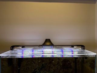 (Category: ) located in . Submitted by azurecyanide (Listing ID 1463039208, Image 1). Description: .